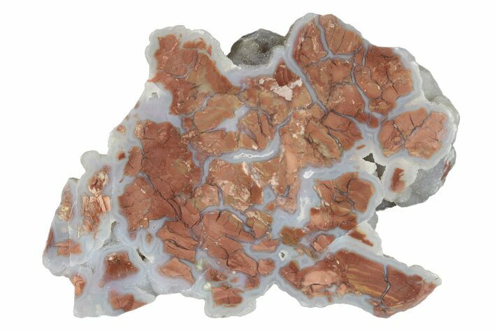 Polished Wyoming Youngite Agate/Jasper Section - Fluorescent #229079